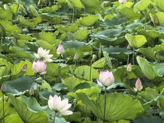 -荔湾湖公园