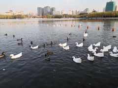 -莲花池公园