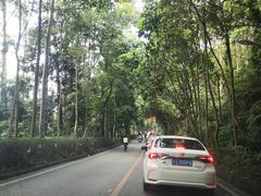 -东莞市大岭山森林公园
