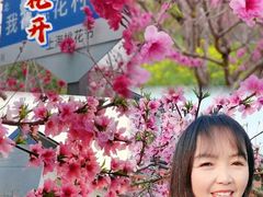 -南汇桃花村