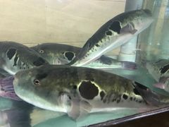 -天正河鲀·河豚亭(大连店)