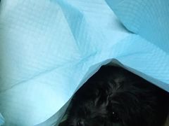 -安安宠医·安宠宠物医院