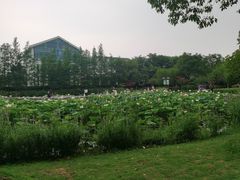 -金银湖国家城市湿地公园