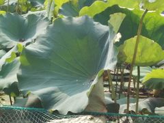 android_upload_pic-南戴河国际娱乐中心