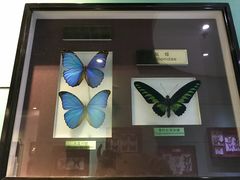 -上海昆虫博物馆