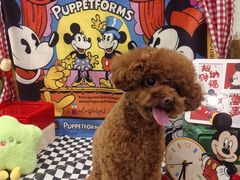 -Pets First伊珊娜洗护·精致美容·家庭式寄养(新会路店)