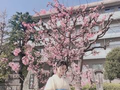 -东京浅草和服体验江户和装工房雅(浅草本店)