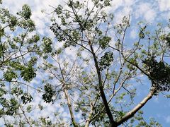 -福田红树林生态公园