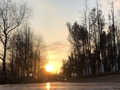-九科绿洲