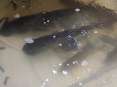 -南京金牛湖巨碗鱼头