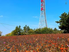 -羊亭河湿地公园