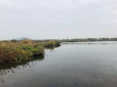 -芒洲湿地公园