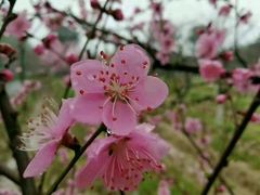 -南汇水蜜桃采摘(大团店)