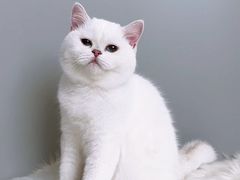 -1013 PET SHOP精品宠物商店(丁香店)