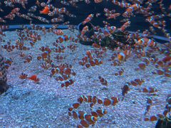 -海合安成都极地海洋公园