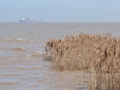 -上海吴淞炮台湾国家湿地公园
