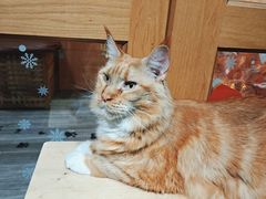 -MOCHA明星猫咖(田子坊店)