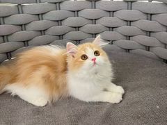 -lincat·猫舍(广州店)
