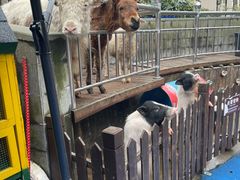 -上海崇明金茂凯悦酒店