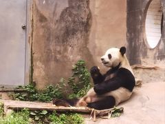 -中国大熊猫保护研究中心雅安碧峰峡基地