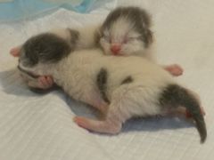 -李小姐の猫咖啡馆(五角场店)