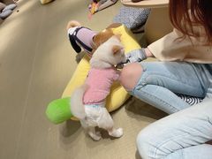 -逗柴咖啡屋·狗咖猫咖宠物桌游