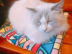-李小姐の猫咖啡馆(五角场店)