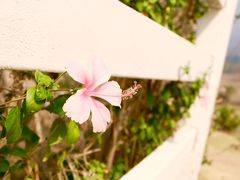 -黄色小屋