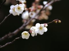 -新虹桥中心花园
