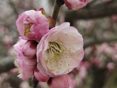 -苏州上方山国家森林公园