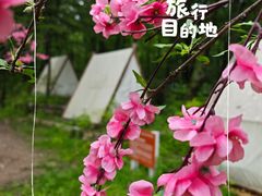 -朱雀国家森林公园