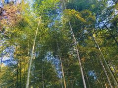 -上海佘山国家森林公园天马山园