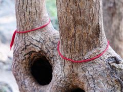 -上海佘山国家森林公园天马山园