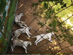 -西霞口神雕山野生动物世界