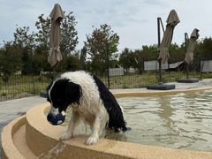 -爪吧宠物乐园 (温榆河示范区店)