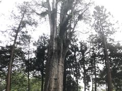 -阿里山神木遗迹