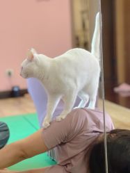 -齐伽生活馆·瑜伽·普拉提·阿育吠陀