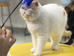 -Heymao猫咖.咖啡厅(东门店)