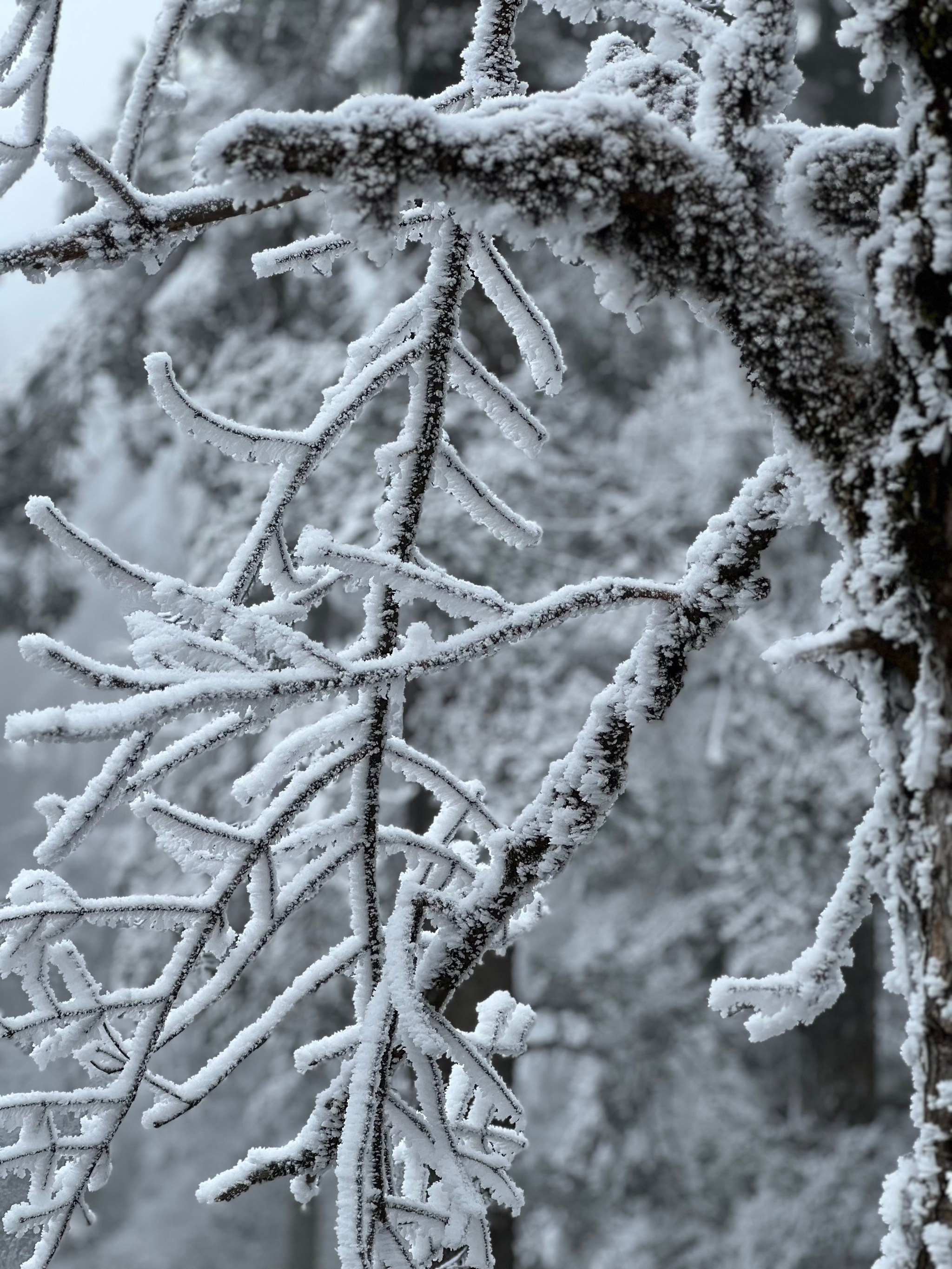 下雪农村山上图片图片