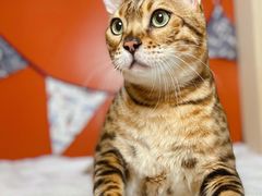 -喵五郎の猫咪酒店·专业洗护·寄养