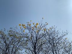 -铁山坪森林公园