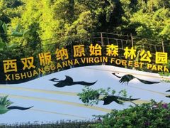 -西双版纳原始森林公园