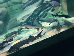 -梦幻海洋王国(吾悦广场张家港店)