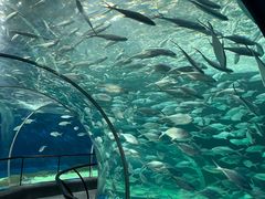 -上海海洋水族馆