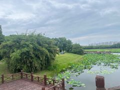 -荷塘月色湿地公园·向阳花洲