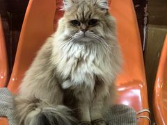 -猫咪博物馆(顶澳仔猫街店)