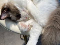-飞行喵MR PILOT|猫舍·猫咖(静安大融城店)