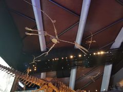 -贝林大翅鲸简餐厅(国家海洋博物馆店)