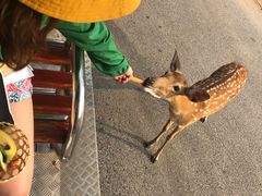 -清迈夜间动物园