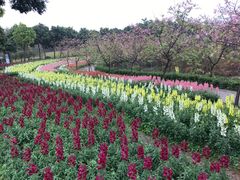 -天适樱花悠乐园